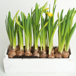 Narcisjes in houten bakje