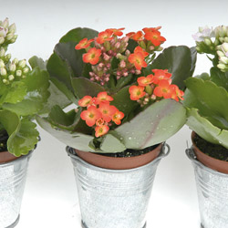 Leuke plantjes in zinken potje