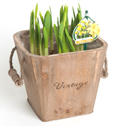 Bakje met narcissen