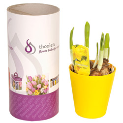 Koker met bloeiende narcisjes