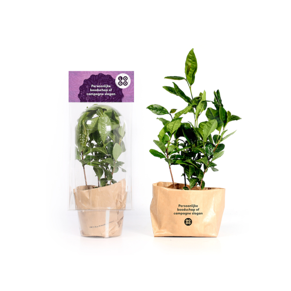 Theeplant