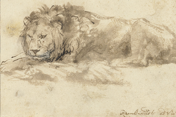 Rembrandt De liggende Leeuw