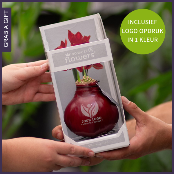 No Water Flowers®: De originele gewaxte amaryllisbollen