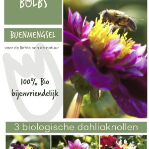 Dahlia bijenmengsel - 3 stuks - biologisch