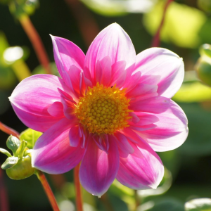 Dahlia Hartenaas - biologisch