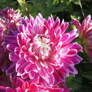 Dahlia Vancouver - biologisch