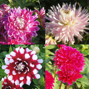 Dahlia mix roze/ rood - biologisch