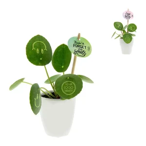 Smylieplant met gegraveerd logo